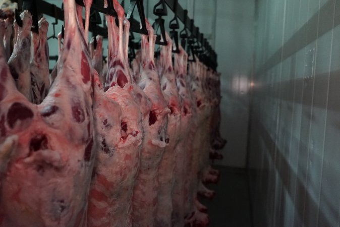 Carcasses in slaughterhouse chiller room