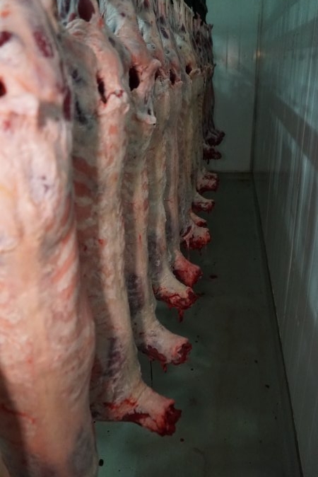 Carcasses in slaughterhouse chiller room