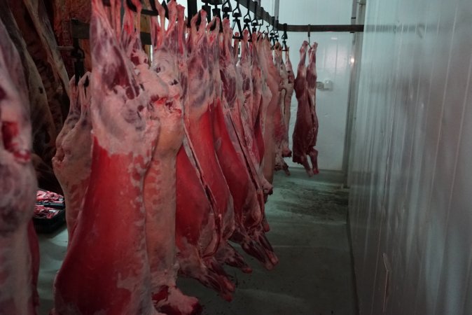 Carcasses in slaughterhouse chiller room