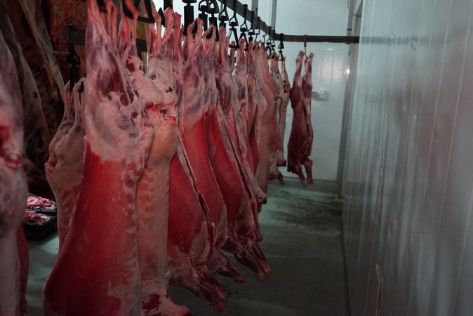 Carcasses in slaughterhouse chiller room