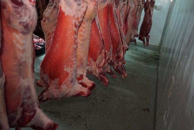 Carcasses in slaughterhouse chiller room