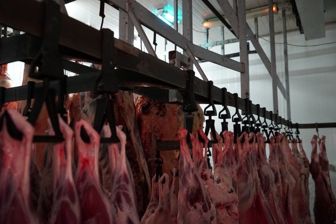 Carcasses in slaughterhouse chiller room