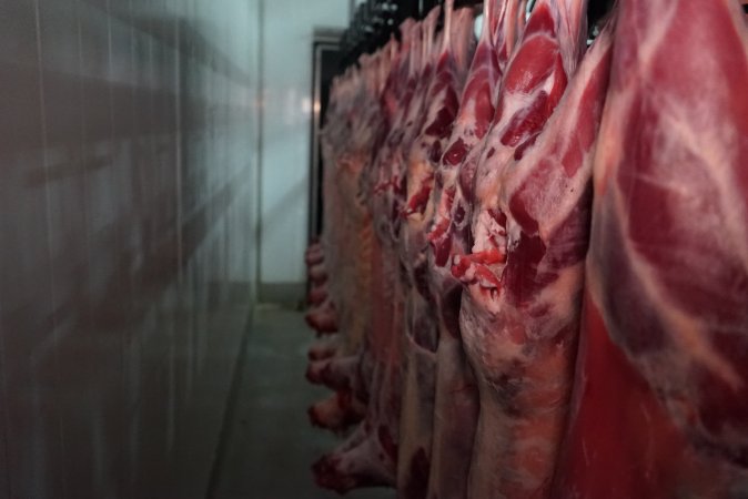 Carcasses in slaughterhouse chiller room