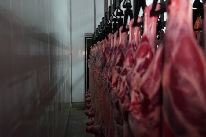 Carcasses in slaughterhouse chiller room