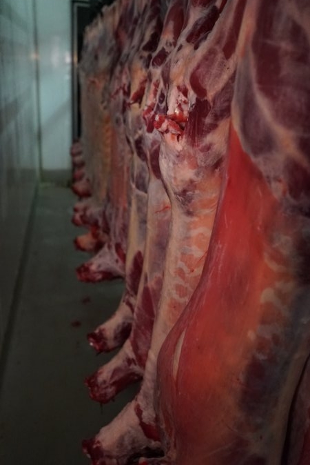 Carcasses in slaughterhouse chiller room