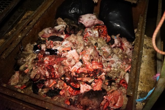 Truck trailer filled with body parts and heads