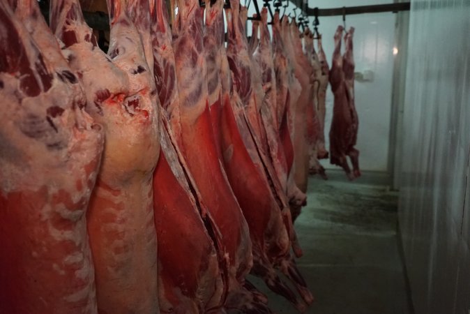 Carcasses in slaughterhouse chiller room