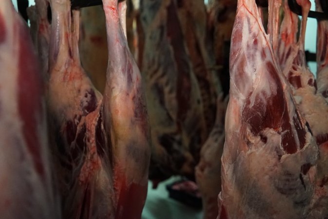 Carcasses in slaughterhouse chiller room