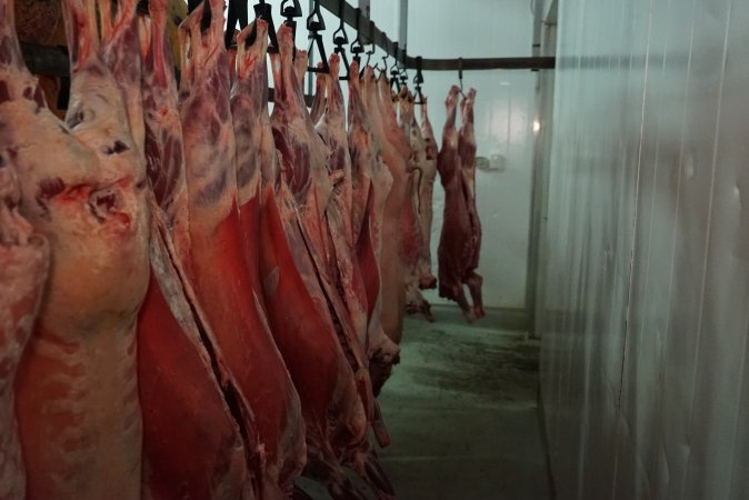 Carcasses in slaughterhouse chiller room