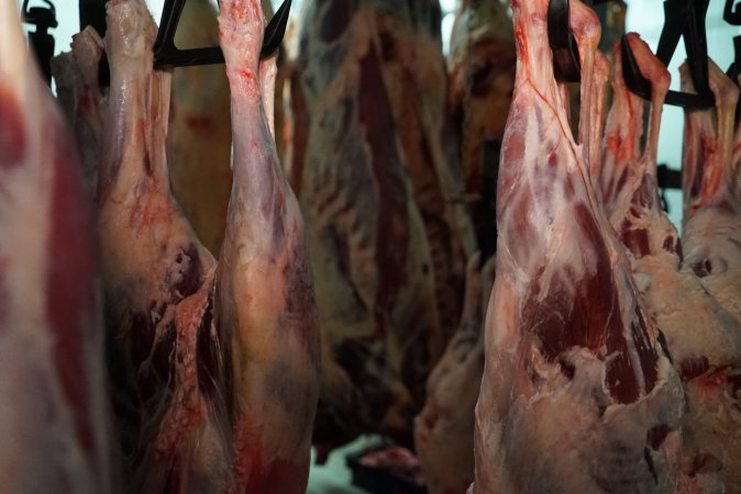 Carcasses in slaughterhouse chiller room