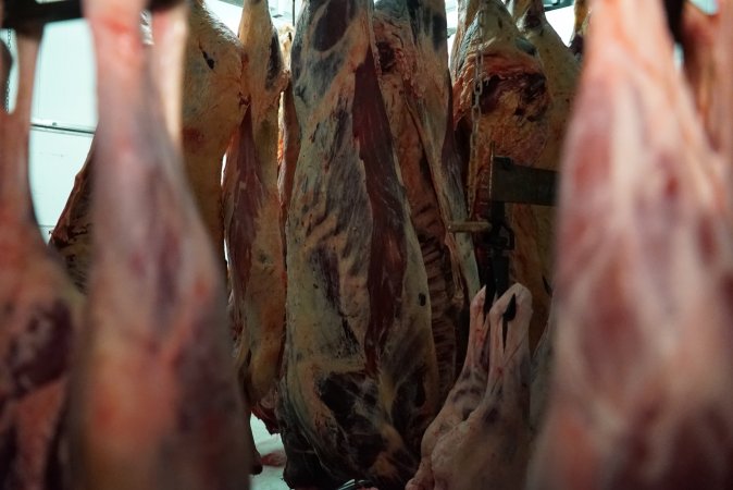 Carcasses in slaughterhouse chiller room