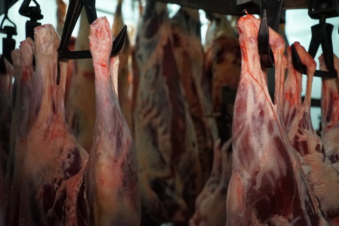 Carcasses in slaughterhouse chiller room