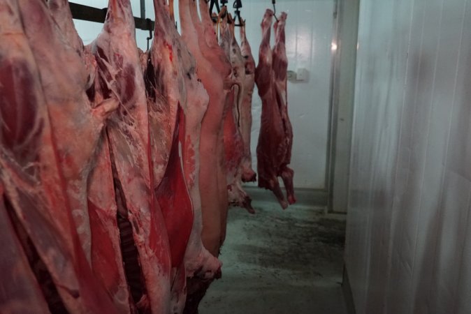 Carcasses in slaughterhouse chiller room