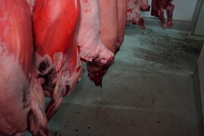 Carcasses in slaughterhouse chiller room