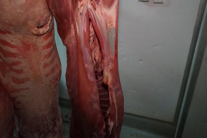 Carcasses in slaughterhouse chiller room