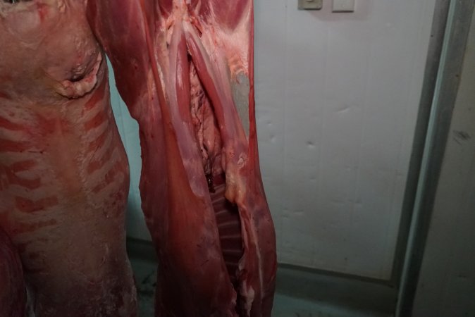 Carcasses in slaughterhouse chiller room