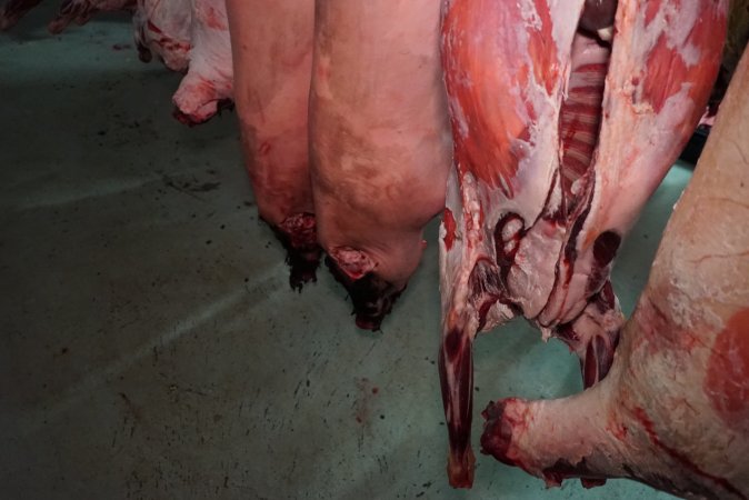 Carcasses in slaughterhouse chiller room