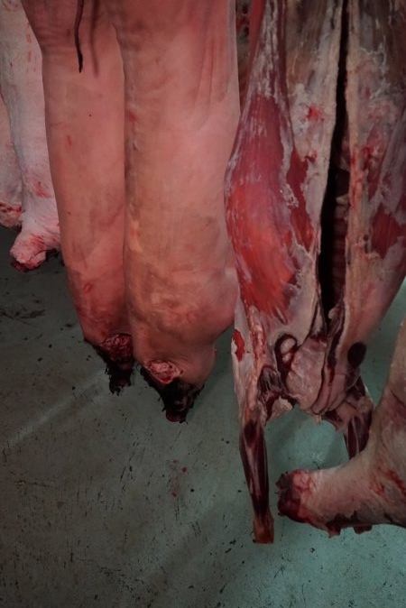 Carcasses in slaughterhouse chiller room