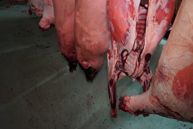 Carcasses in slaughterhouse chiller room