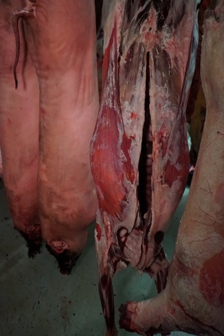 Carcasses in slaughterhouse chiller room