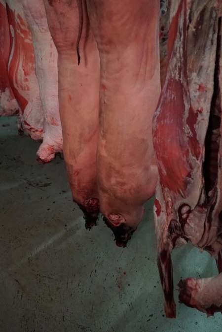 Carcasses in slaughterhouse chiller room