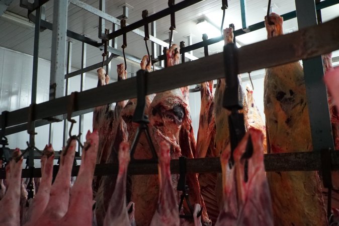 Carcasses in slaughterhouse chiller room