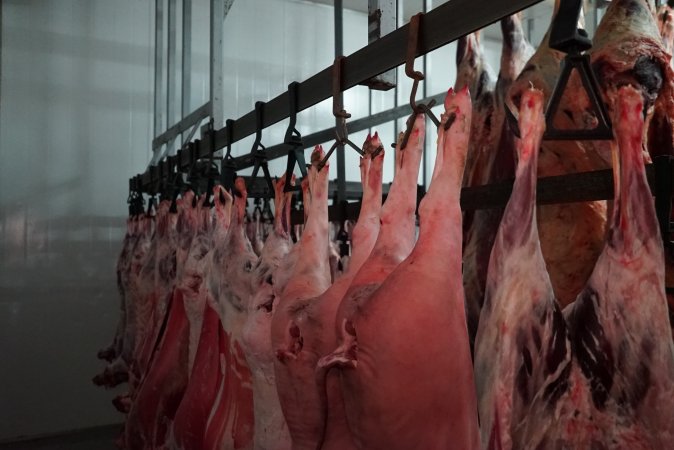 Carcasses in slaughterhouse chiller room