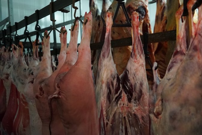 Carcasses in slaughterhouse chiller room