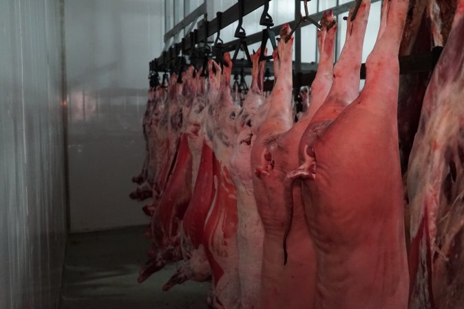 Carcasses in slaughterhouse chiller room