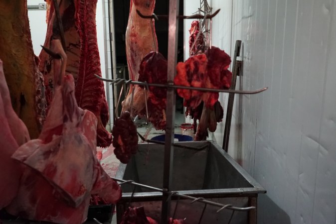 Carcasses in slaughterhouse chiller room