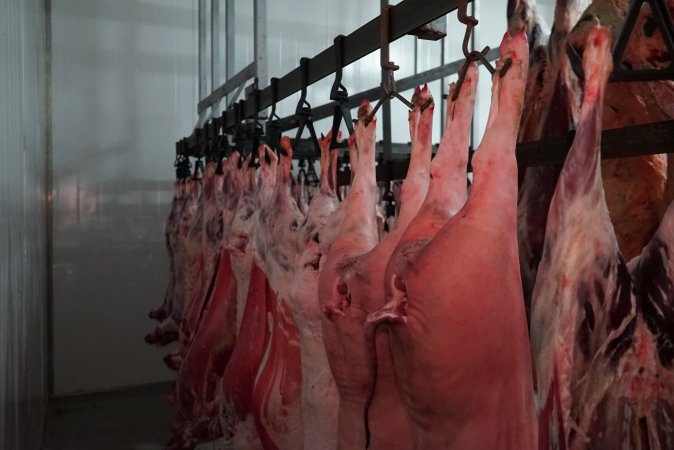 Carcasses in slaughterhouse chiller room