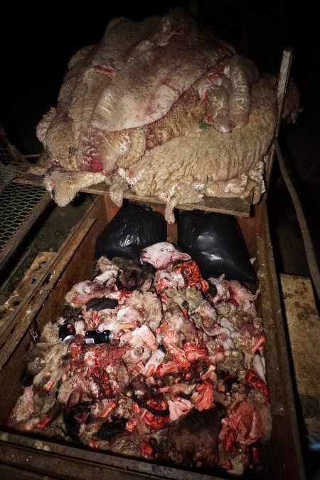 Truck trailer full of severed heads and body parts