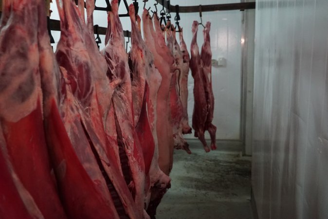 Carcasses in slaughterhouse chiller room