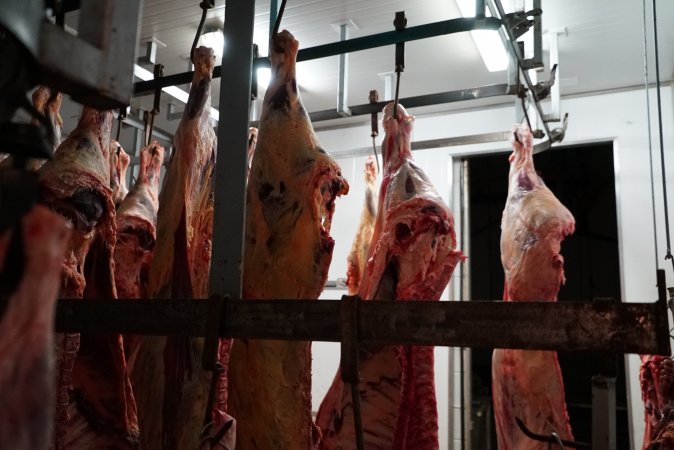 Carcasses in slaughterhouse chiller room