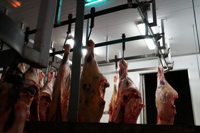 Carcasses in slaughterhouse chiller room