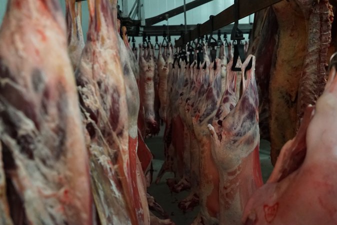 Carcasses in slaughterhouse chiller room