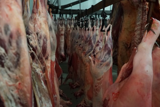 Carcasses in slaughterhouse chiller room