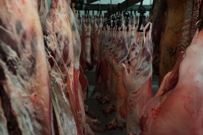 Carcasses in slaughterhouse chiller room