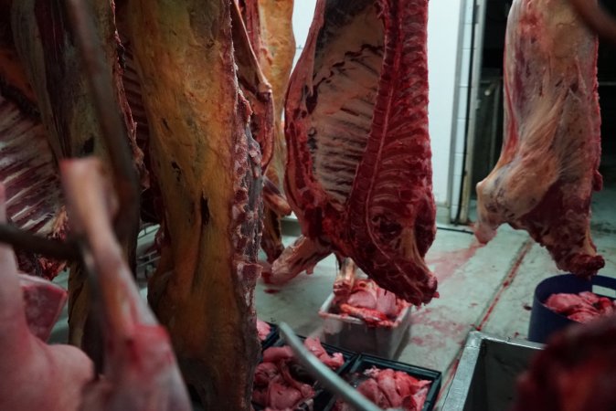 Carcasses in slaughterhouse chiller room