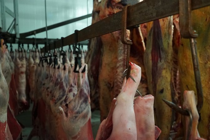 Carcasses in slaughterhouse chiller room