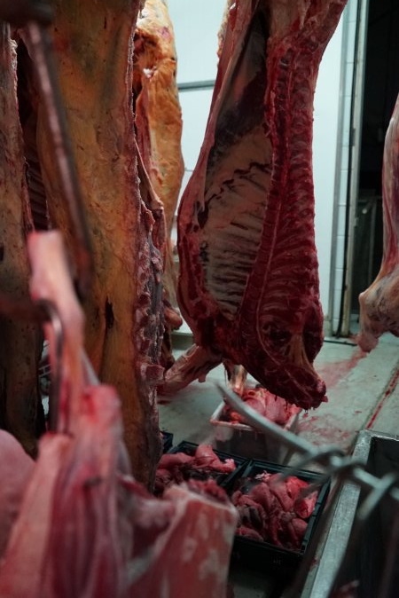 Carcasses in slaughterhouse chiller room