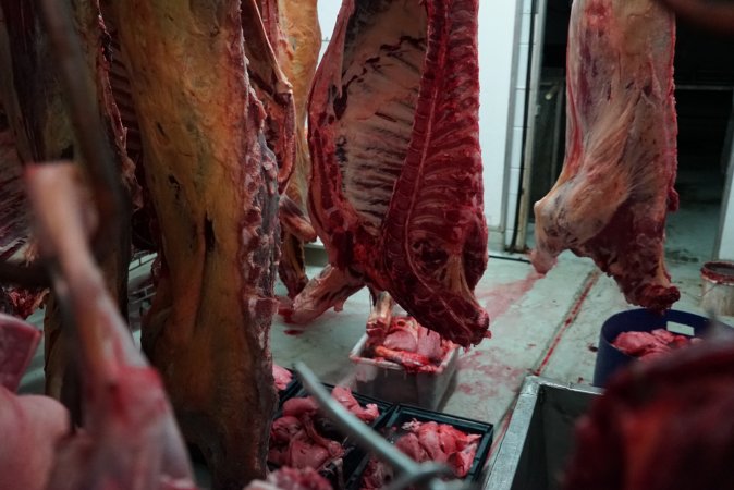 Carcasses in slaughterhouse chiller room