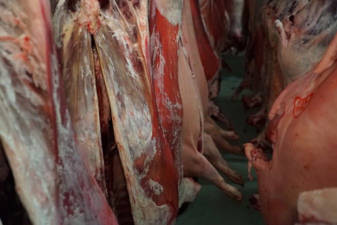 Carcasses in slaughterhouse chiller room