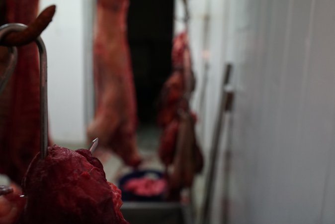 Carcasses in slaughterhouse chiller room