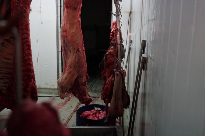 Carcasses in slaughterhouse chiller room