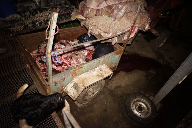 Truck trailer full of body parts and heads, pile of sheep skins above