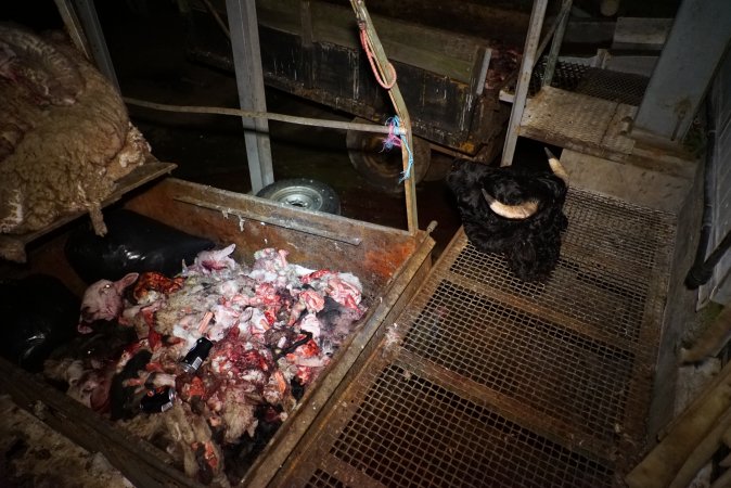 Severed bull's head on platform, trailer full of body parts and heads