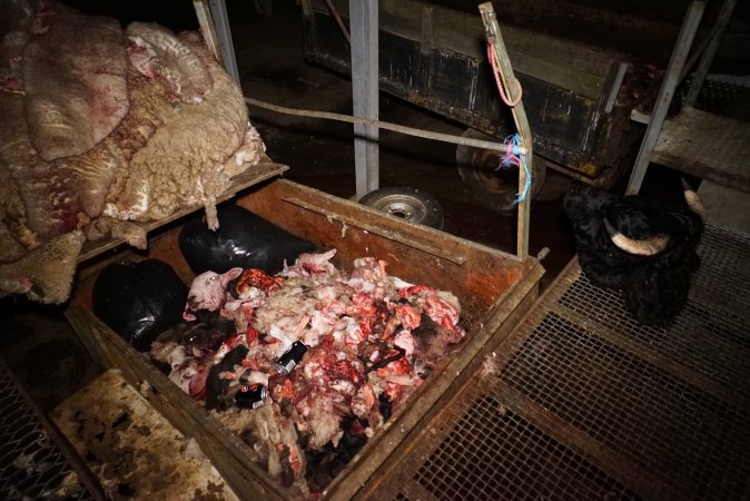 Severed bull's head, body parts and heads, sheep skins