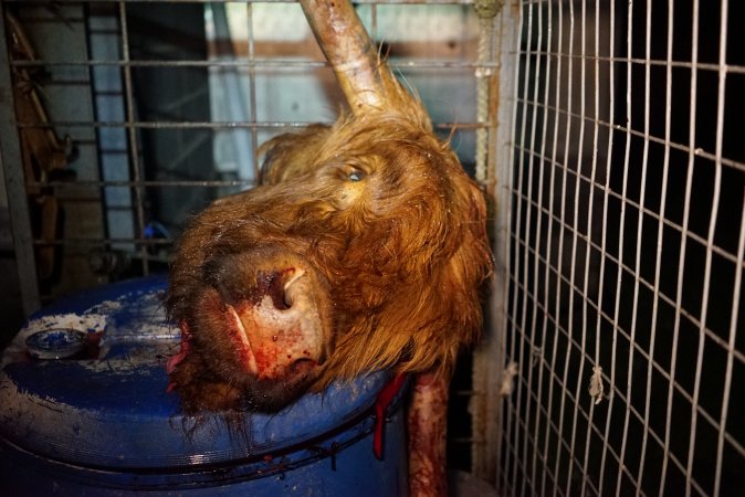 Severed bull's head