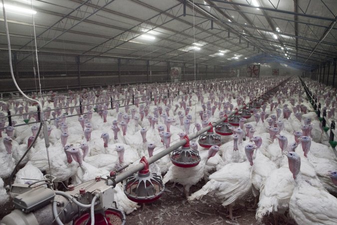 Australian turkey farming